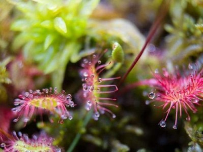 ExploringtheWorldofRustyMoss（UnveilingtheMysteriesofaWorldOvergrownbyMoss）